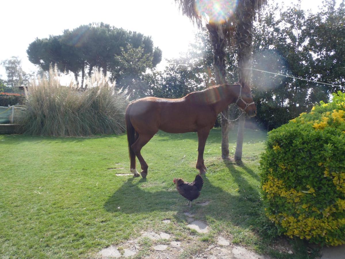 B&B Villa Sans Souci Civitavecchia Esterno foto